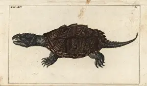 Gottlieb Tobias Wilhelm Prints Drucke: Common snapping turtle, Chelydra serpentina