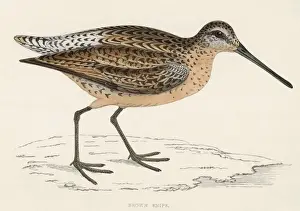 Victorian Era Bird Prints Drucke: Common Snipe (Morris)
