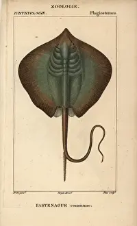 Copperplate Stipple Engraving Art Drucke: Common stingray, Dasyatis pastinaca