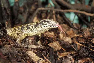 Gemeiner Teju-Lizard