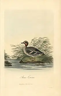 George Graves Artwork Drucke: Common tern, Sterna hirundo