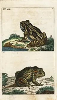 Gottlieb Tobias Wilhelm Prints Drucke: Common toad, Bufo bufo