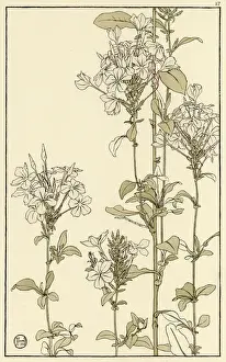 Gemeine Schlangenblume