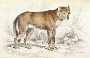 Canis Lupus Pictures Drucke: Common wolf (Canis lupus)