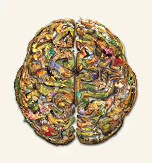 Natural History Museum Art Drucke: Composite brain picture