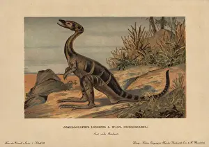Chromolithograph Illustration Drucke: Compsognathus longipes, extinct small, bipedal