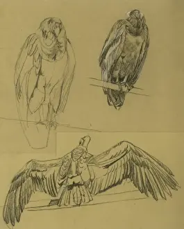 Raymond Sheppard Art Drucke: Condors