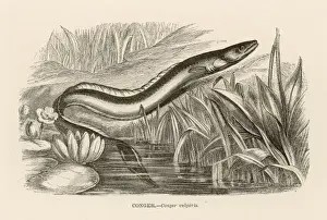 Conger Eel Drucke: CONGER EEL