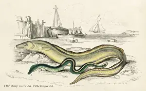 Conger Eel Drucke: Conger Eel & Sharp Nosed