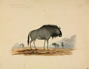 Wildtiere Aquarellbilder Drucke: Blauwildschwein (Conchochesaurus taurus) ist eine ausgestorbene Gattung von Pferden