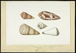 Kegelschalen Drucke: Schalen von Conus und Epitonium