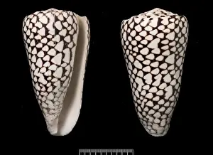 Kegelschalen Drucke: Konus Marmorfisch