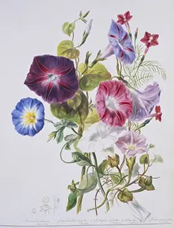 Convolvulaceae