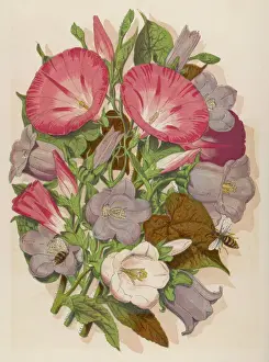 Drucke von Rotes Pflanzen-CONVOLVULUS (Klettenhirse), blau und weiß CAMPANULA MEDIUM Kanterbury-Bell, mit Bienen Stilleben Kunstwerk Drucke: Convollus und C.Bell