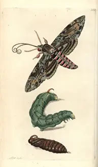 Frederick Nodder Engravings Drucke: Convolvulus hawk-moth, Agrius convolvuli