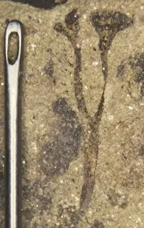 Herefordshire Drucke: Koekssonia pertonii, fossiler Pflanzenfossil