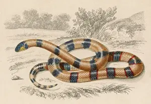 Drucke von Lateinname: Elaps corallinus Korallenschlange Drucke: Korallen-Schlangen
