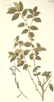 Dicotyledonous Flowering Plants Drucke: Corchorus hirtus, jute