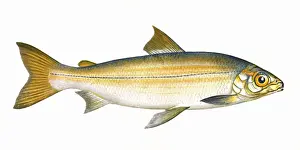 Victorian Fish Species Drucke: Coregonus clupeoides, or Powan