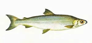 Victorian Fish Species Drucke: Coregonus pollan, or Pollan