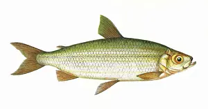 Maräne Drucke: Knochenfisch Vandenisi oder Welsnasebarer
