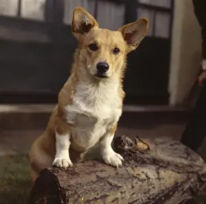 Kurzhaarhund auf einem Baumstamm