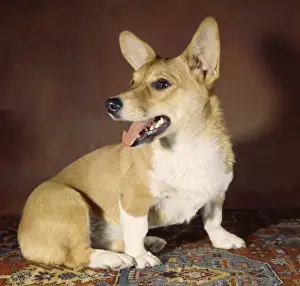Unusual Animal Friends Drucke: Corgi dog on patterned carpet