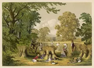Rural Britain Photography Drucke: Corn Harvest, Britain