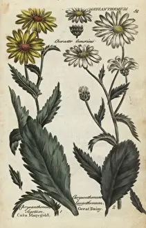 Botanical Plant Illustrations Drucke: Corn marigold and oxeye daisy