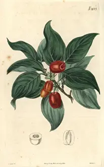 Cornelian Cherry Drucke: Cornelian cherry Cornus mascula Austrian cherry