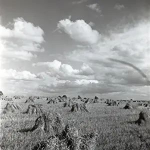 British Rural Scene Drucke: Cornfield at harvest time