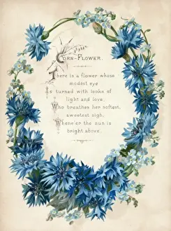 Blue Cornflower Drucke: Cornflower