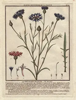 French Botanical Prints Drucke: Cornflower or bluet, Centaurea cyanus