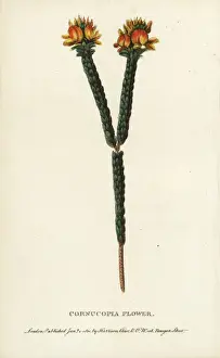 Naturalists Pocket Magazine Prints Drucke: Cornucopia flower