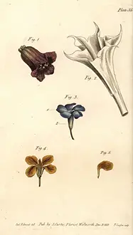 Historical Botanical Prints Online Drucke: Corolla examples: deadly nightshade, thorn