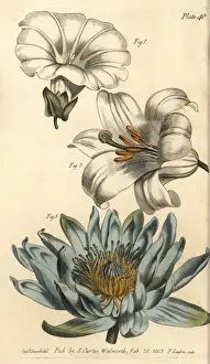 Sydenham Edwards Prints Drucke: Corolla examples: monopetalous bindweed, hexapetala