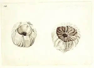 Invertebrate Animal Pictures Drucke: Coronula diarnderna