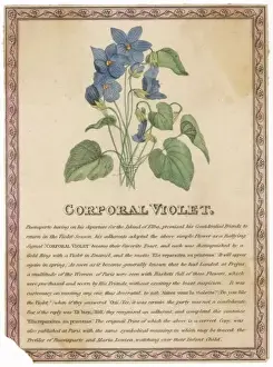 Historical Royal Portraits Online Drucke: Corporal Violet