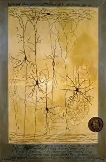 Zeichnungen Drucke: Kortexgraum schema von Santiago Ramón y Cajal