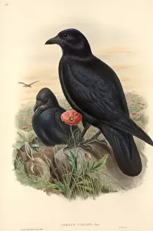 Flowering Plant Illustrations Drucke: Corvus corone, carrion crow