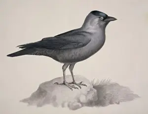 British Animal Illustrations Drucke: Corvus monedula, Eurasian jackdaw