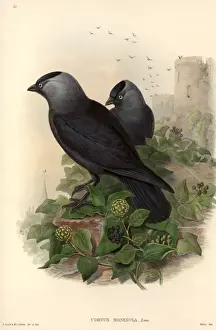 Kranichmöwe Mönchel