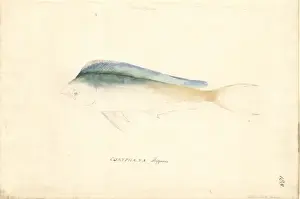Drucke von Farbe FffzweiEinsEightZweite Wasserfarbenmalerei von George Forster während der zweiten Fahrt des Kapitäns James Cook zur Erkundung des südlichen Kontinents (1772-75) Mahi Mahi Drucke: Korallenfisch Hippurs