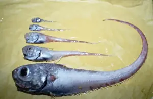 Rattenschwanz Drucke: Rattails, Coryphaenoides-Spezies