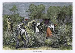 Agricultural Laborers USA Drucke: Cotton Picking