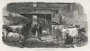 Agricultural History UK Drucke: COWSHED, 1853