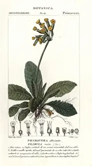 Kleeblatt, Primula veris