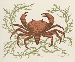 Marine Life Illustration Drucke: Crab and seaweed