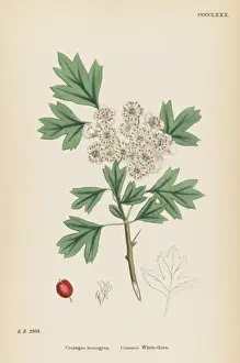 Crataegus Monogyna Drucke: Crataegus Monogyna