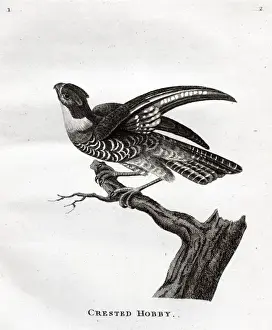 Early Ornithology Prints Drucke: Crested Hobby